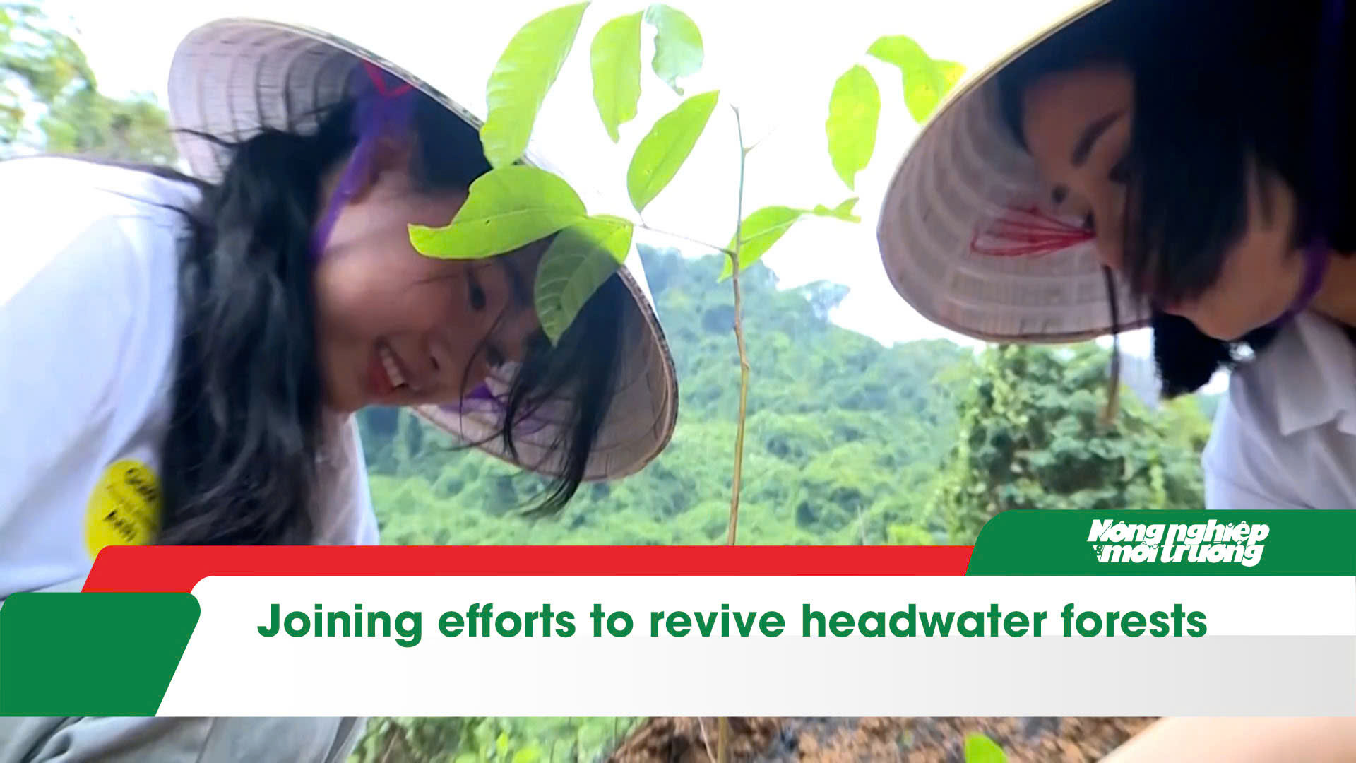 Joining efforts to revive headwater forests
